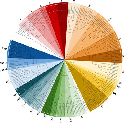 Genome-wide characterization and functional identification of MYB genes in Malus sieversii infected by Valsa mali